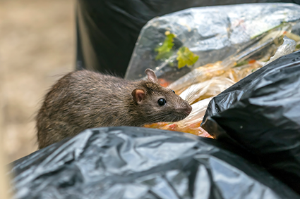 Bekæmpelse af rotter og mus – Snowa Skadedyrsservice