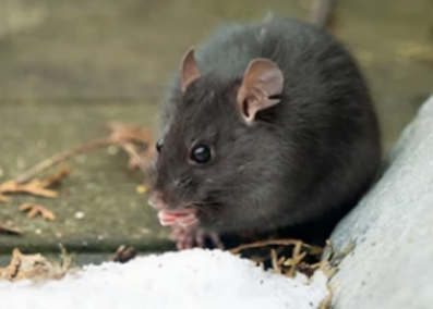 3 gode råd til at undgå rotter ved foderbrættet